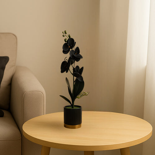 Black Orchid in Ceramic Pot