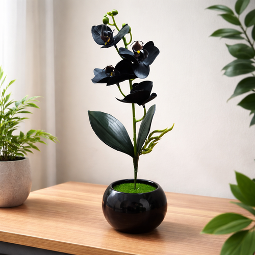 Black orchid plant in a black pot on a wooden surface with a neutral background
