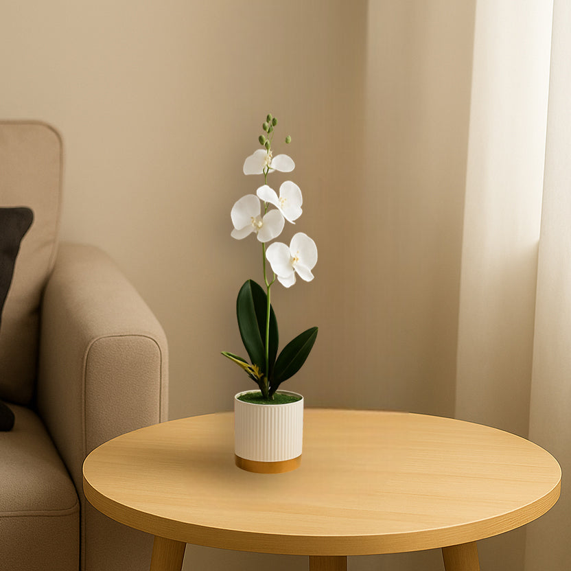 White Orchid in Ceramic Pot and plant