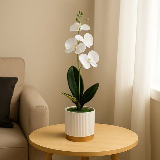 White Orchid in Ceramic Pot and plant