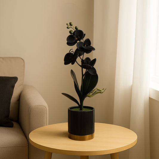 Black Orchid in Ceramic Pot